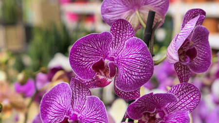 Beautiful phalaenopsis orchids in the greenhouse Orchidaceae plants Nature backgroundの写真素材