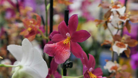 Beautiful phalaenopsis orchids in the greenhouse Orchidaceae plants Nature backgroundの写真素材