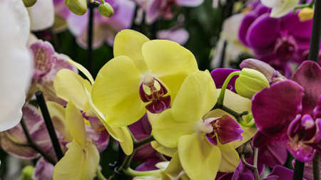 Beautiful phalaenopsis orchids in the greenhouse Orchidaceae plants Nature backgroundの写真素材