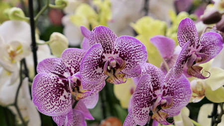 Beautiful phalaenopsis orchids in the greenhouse Orchidaceae plants Nature backgroundの写真素材