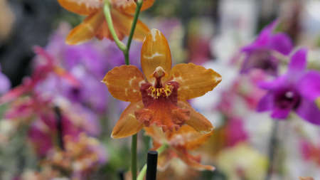 Beautiful phalaenopsis orchids in the greenhouse Orchidaceae plants Nature backgroundの写真素材