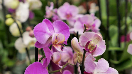 Beautiful phalaenopsis orchids in the greenhouse Orchidaceae plants Nature backgroundの写真素材