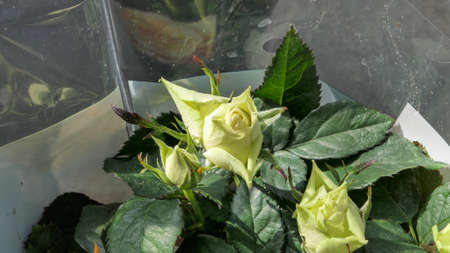 A beautiful rose flowers outdoors Roses in the garden Close up Nature backgroundの写真素材
