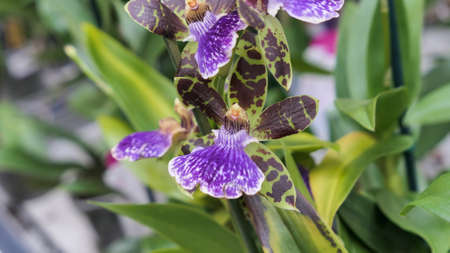 Beautiful phalaenopsis orchids in the greenhouse Orchidaceae plants Nature backgroundの写真素材