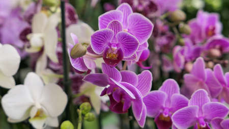 Beautiful phalaenopsis orchids in the greenhouse Orchidaceae plants Nature backgroundの写真素材