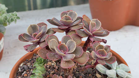 Miniature home flowers succulents and cactus in the greenhouse Nature background close upの写真素材