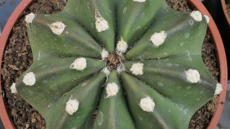 Miniature home flowers succulents and cactus in the greenhouse Nature background close upの写真素材
