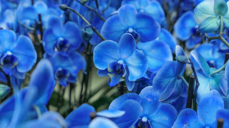Beautiful phalaenopsis orchids in the greenhouse Orchidaceae plants Nature backgroundの写真素材