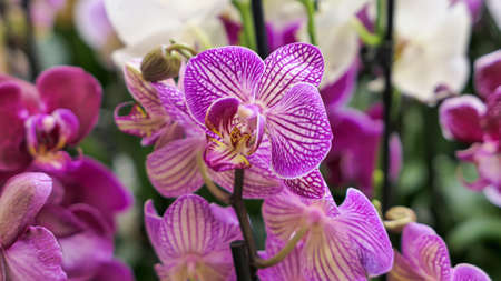 Beautiful phalaenopsis orchids in the greenhouse Orchidaceae plants Nature backgroundの写真素材