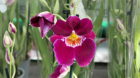 Beautiful phalaenopsis orchids in the greenhouse Orchidaceae plants Nature backgroundの写真素材