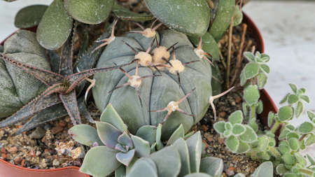 Miniature home flowers succulents and cactus in the greenhouse Nature background close upの写真素材