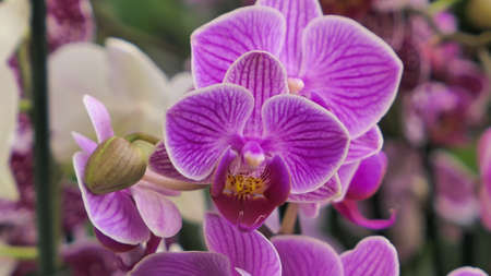 Beautiful phalaenopsis orchids in the greenhouse Orchidaceae plants Nature backgroundの写真素材