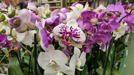 Beautiful phalaenopsis orchids in the greenhouse Orchidaceae plants Nature backgroundの写真素材