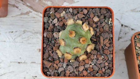 Miniature home flowers succulents and cactus in the greenhouse Nature background close upの写真素材