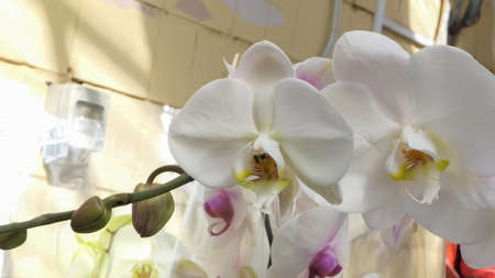 Beautiful phalaenopsis orchids in the greenhouse Orchidaceae plants Nature backgroundの写真素材