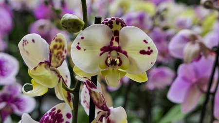 Beautiful phalaenopsis orchids in the greenhouse Orchidaceae plants Nature backgroundの写真素材