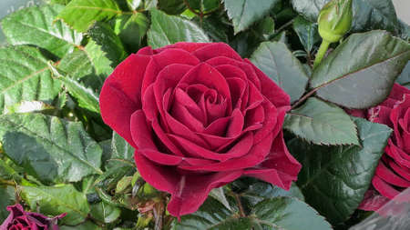 A beautiful rose flowers outdoors Roses in the garden Close up Nature backgroundの写真素材