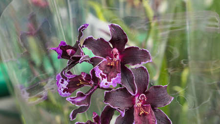 Beautiful phalaenopsis orchids in the greenhouse Orchidaceae plants Nature backgroundの写真素材