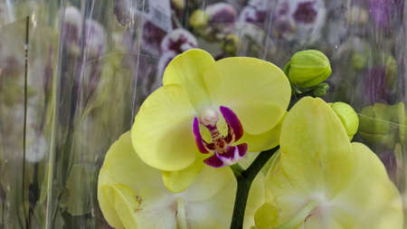Beautiful phalaenopsis orchids in the greenhouse Orchidaceae plants Nature backgroundの写真素材