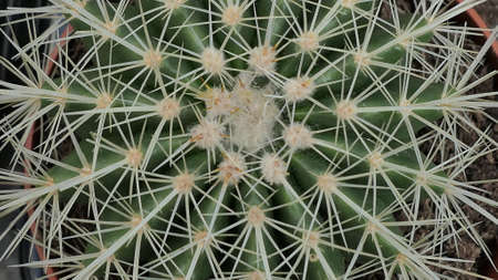 Miniature home flowers succulents and cactus in the greenhouse Nature background close upの写真素材