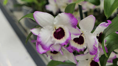 Beautiful phalaenopsis orchids in the greenhouse Orchidaceae plants Nature backgroundの写真素材