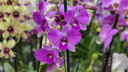 Beautiful phalaenopsis orchids in the greenhouse Orchidaceae plants Nature backgroundの写真素材