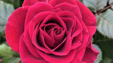 A beautiful rose flowers outdoors Roses in the garden Close up Nature backgroundの写真素材