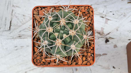Miniature home flowers succulents and cactus in the greenhouse Nature background close upの写真素材