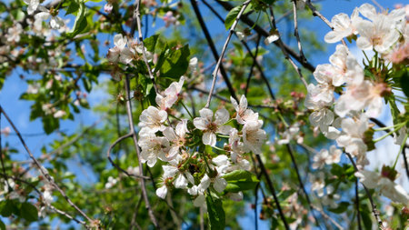A beautiful lilac flowers outdoors Lilac in the garden.