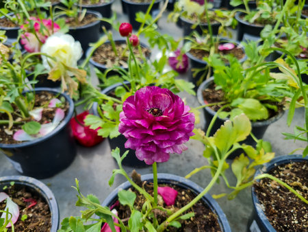 A beautiful carnations flowers outdoors Carnation in the garden.の写真素材