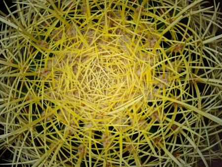 Beautiful hibiscus flowers in the greenhouseの写真素材