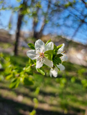 Beautiful sakura flowers in the greenhouse