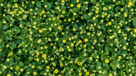 Beautiful unusual flowers in the garden