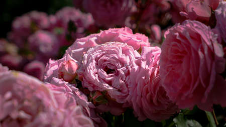 A beautiful rose flowers outdoors Roses in the garden