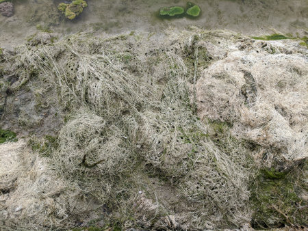 Moss on the rocks at low tide, closeup of photo