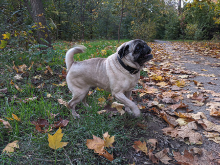 Pug dog running in autumn park with yellow leaves on the groundの写真素材
