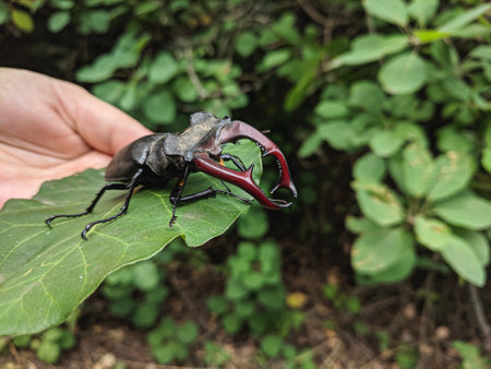Stag beetle (Lucanus cervus) on a green leafの写真素材