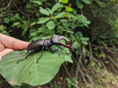 Stag beetle (Lucanus cervus) on a green leaf