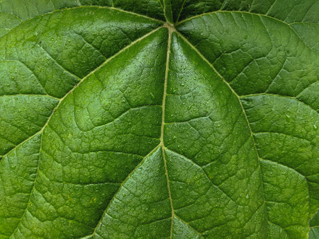 Green leaf with water drops, close-up. Background texture.