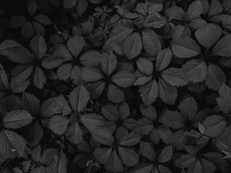 Black and white photo of the leaves of a wild strawberry. Natural background.