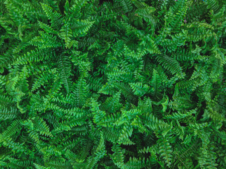 Green leaves background. Top view of fern leaves pattern texture.