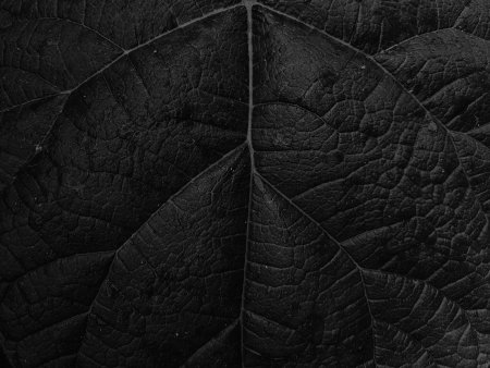 Black leaf texture close up. Black and white background for design.の写真素材