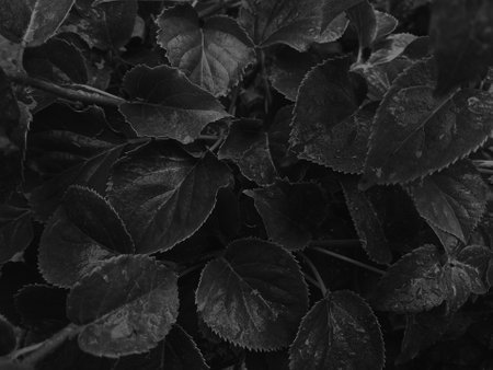 Black and white leaves background. Black and white leaves texture background.