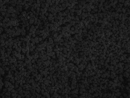 Background of black lentils. Black lentils texture. Top view.
