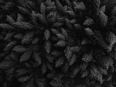 Black and white background of pine needles. Top view. Flat lay.の写真素材