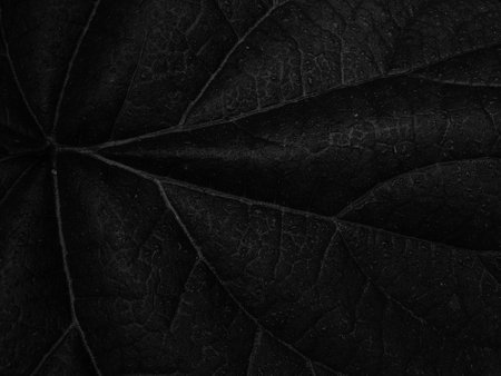Black leaf texture. Abstract background for design. Monochrome.の写真素材