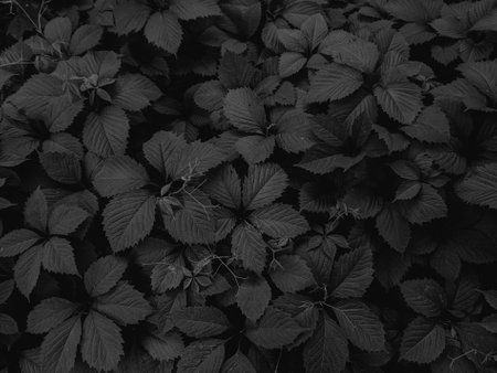 Black and white photo of leaves. Leaves texture. Nature background.