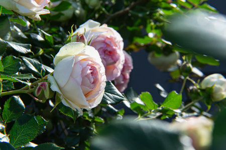White and pink roses in the garden. Shallow depth of field.