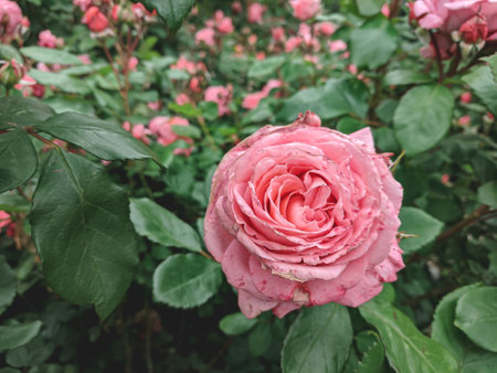 Beautiful pink roses in the garden. Nature background. Selective focus.
