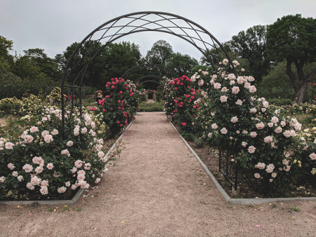 Beautiful roses blooming in the botanical garden in spring.の写真素材